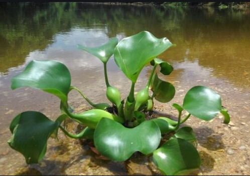 生態(tài)水處理：利用植物進行生態(tài)水水質(zhì)凈化的6大優(yōu)點